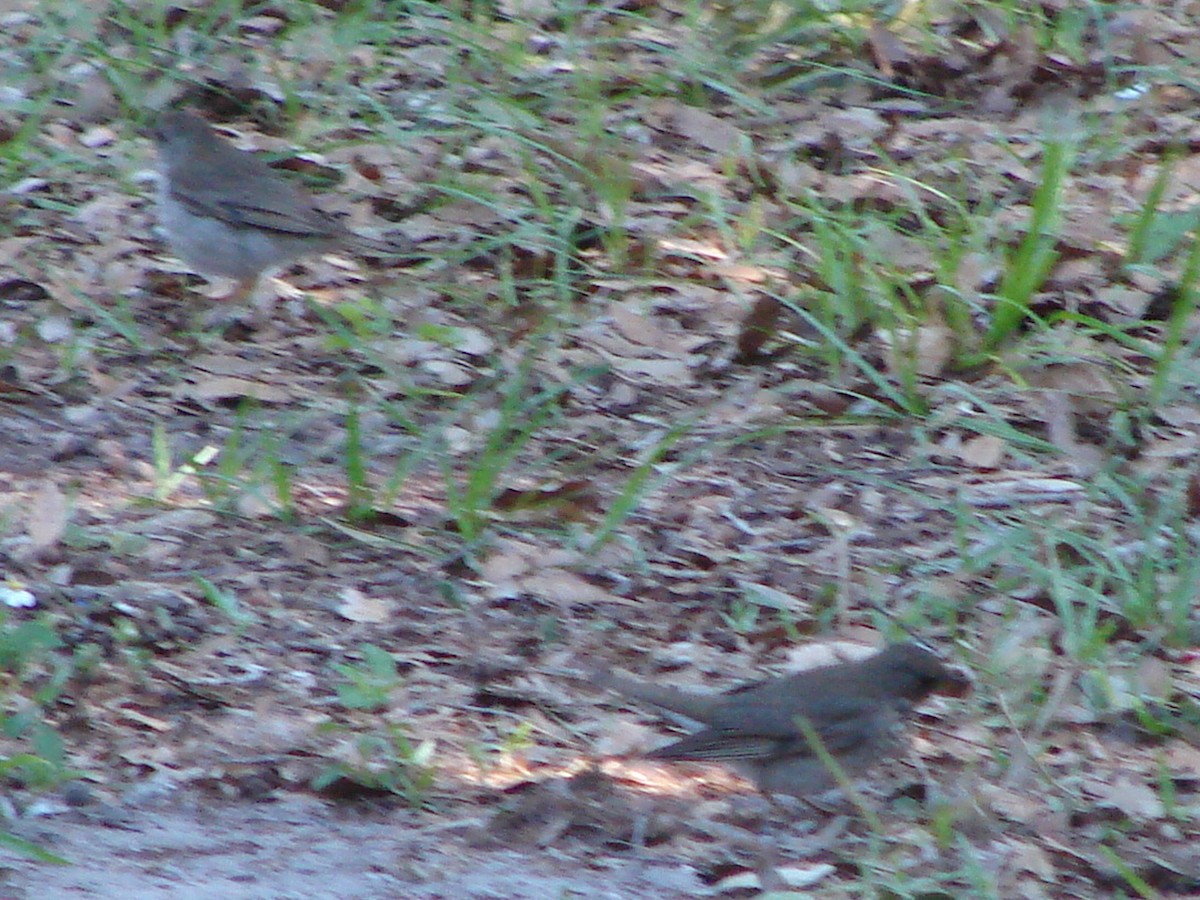 Gray-cheeked Thrush - ML152651771