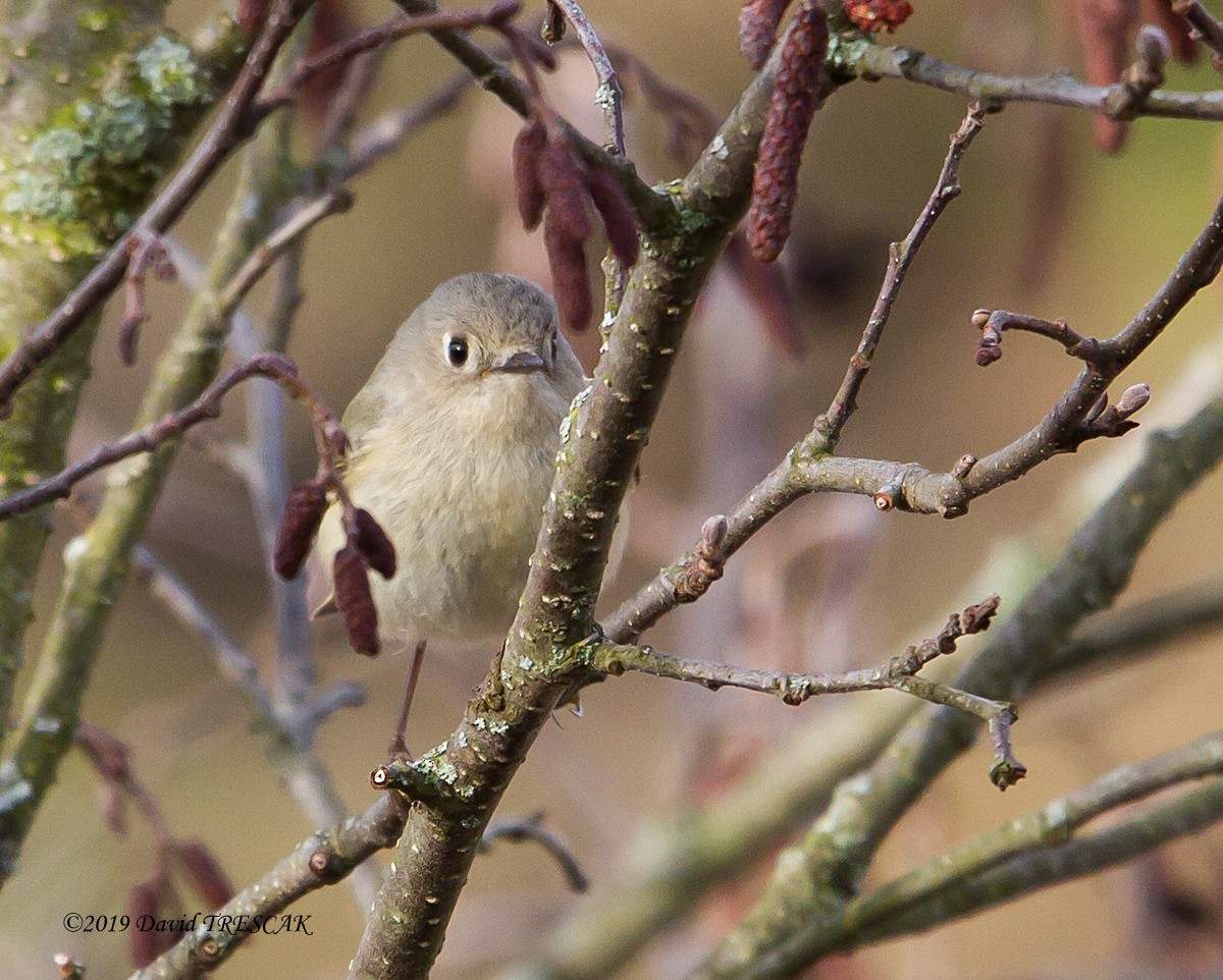 Ruby-crowned Kinglet - ML152652151