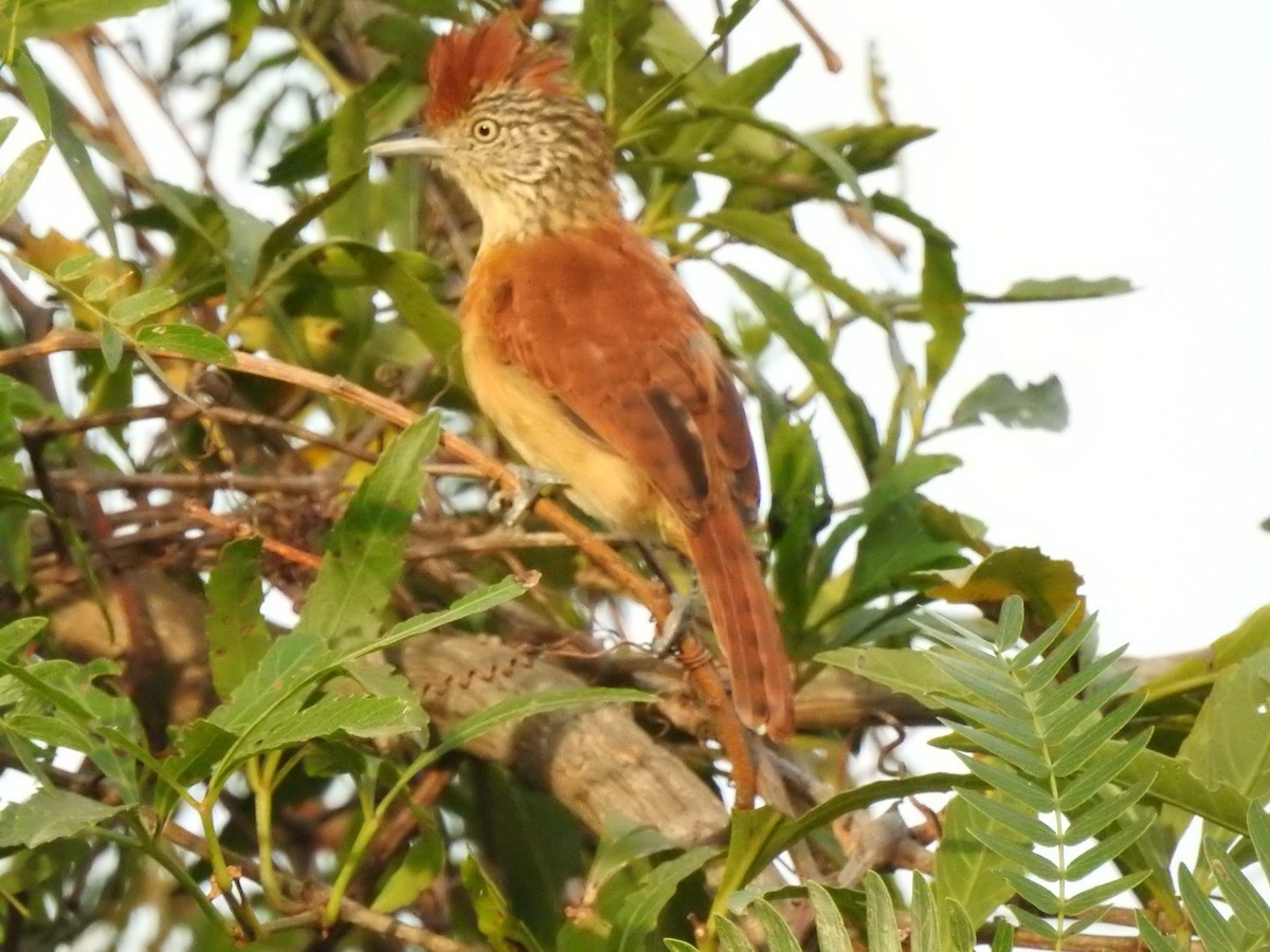 Barred Antshrike - ML152654191