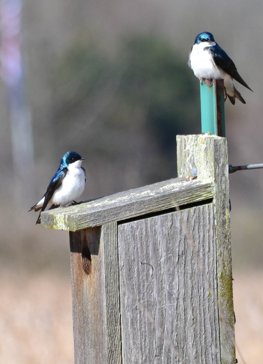 Golondrina Bicolor - ML152655051