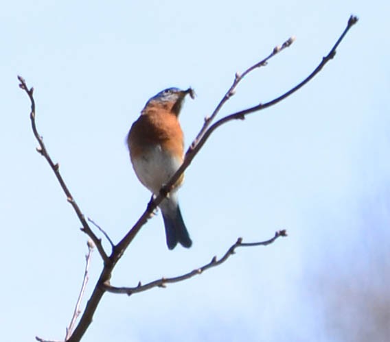 Eastern Bluebird - ML152655321