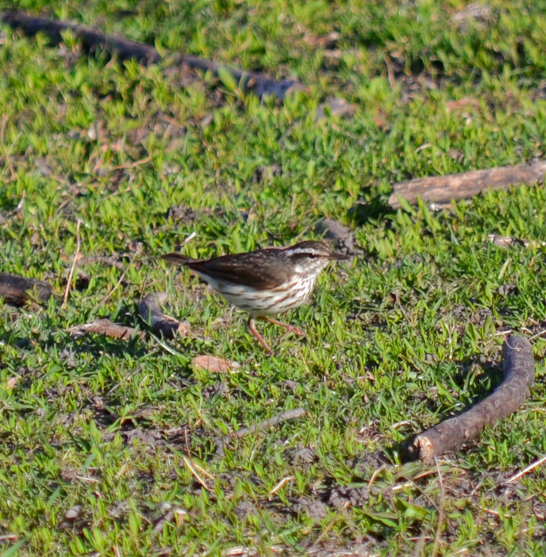 Louisiana Waterthrush - ML152655531