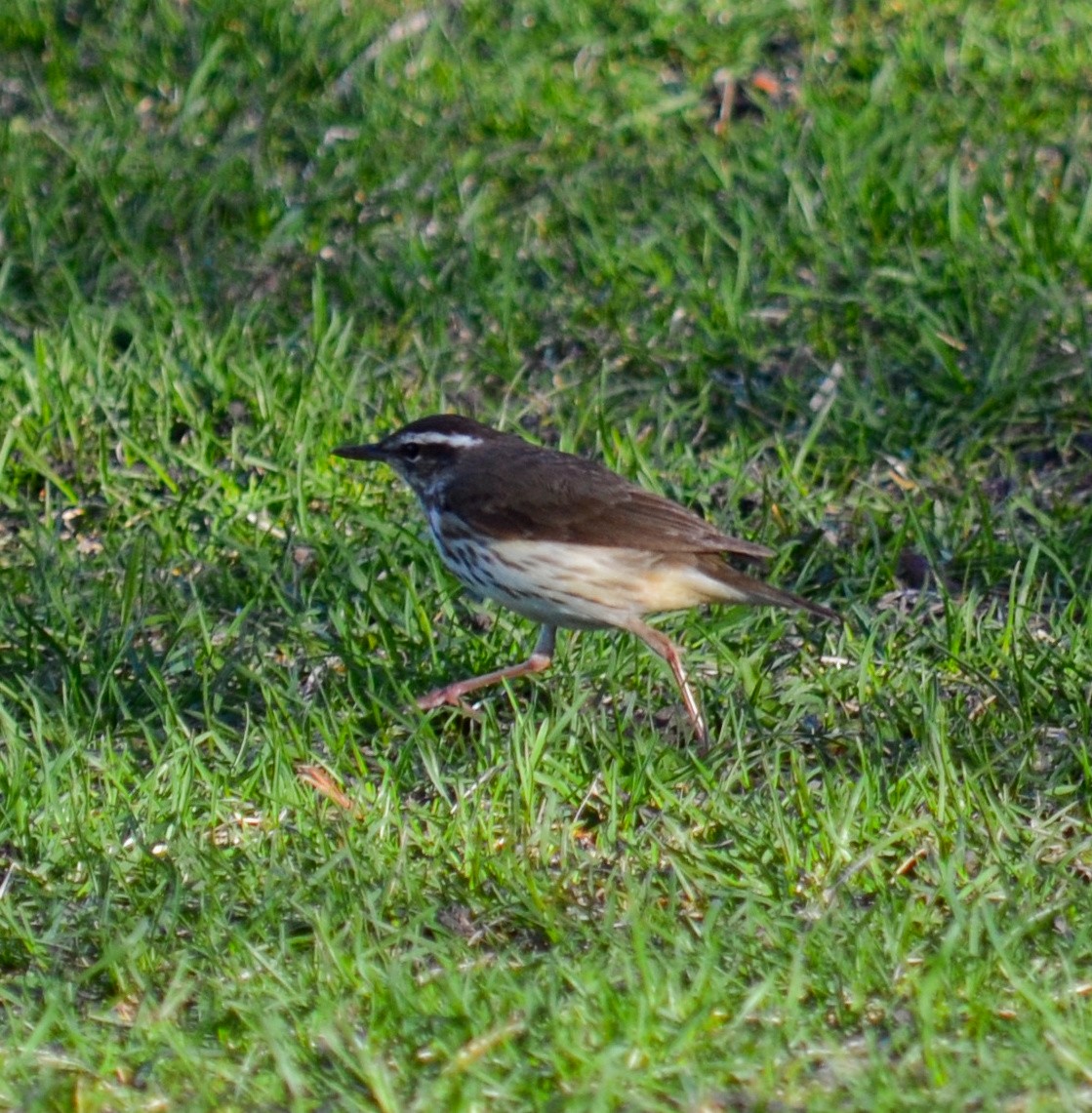 Louisiana Waterthrush - ML152655541