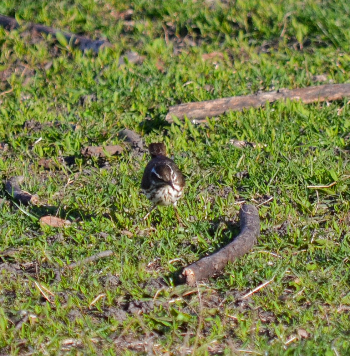 Louisiana Waterthrush - ML152655551