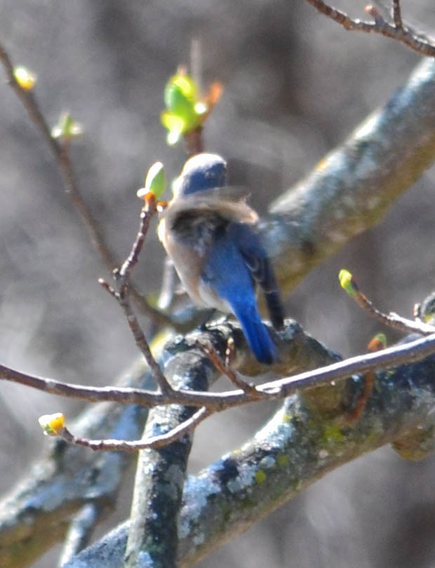 Eastern Bluebird - ML152655581