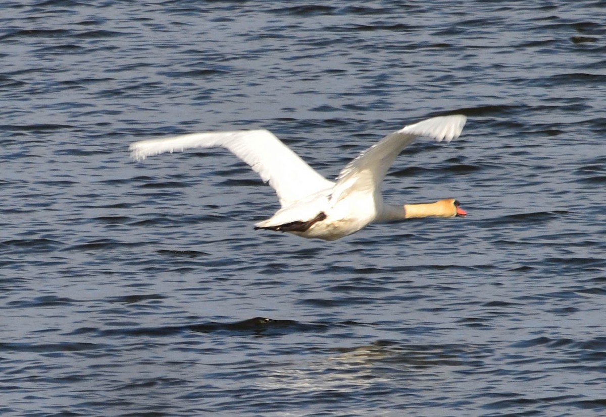 Mute Swan - ML152657961