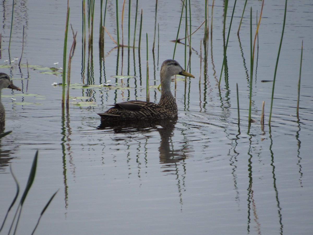 Mottled Duck - ML152658451