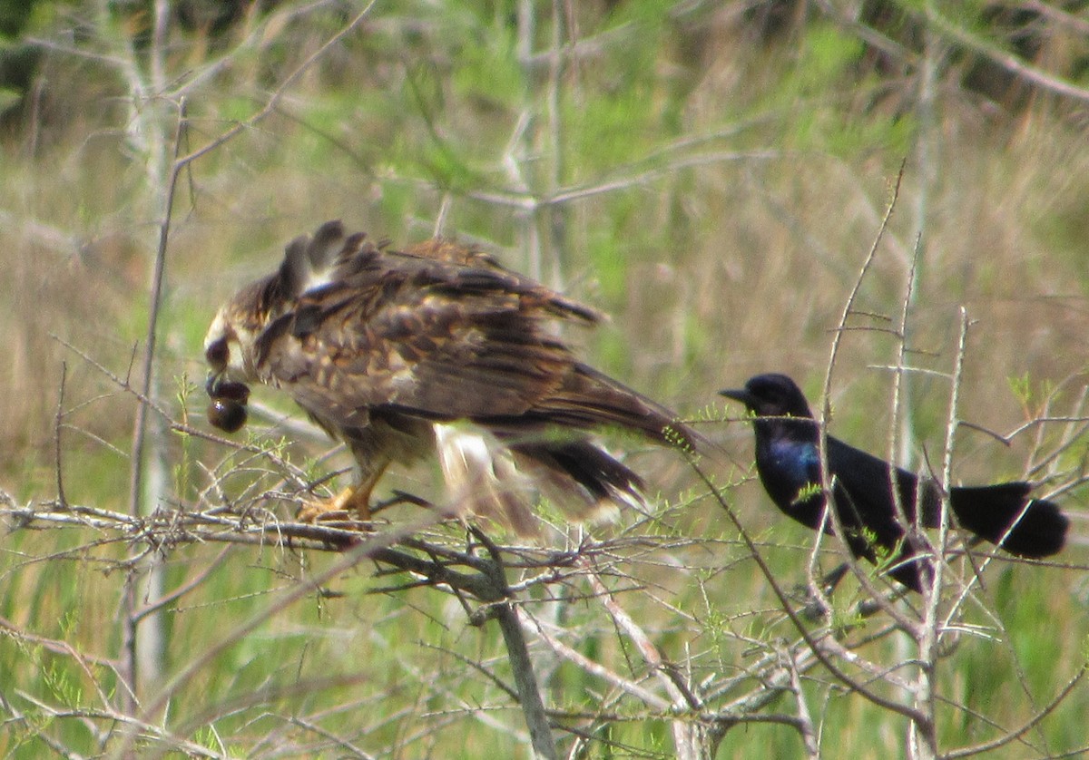 Snail Kite - John Koon