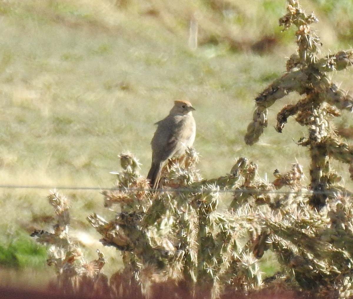 Canyon Towhee - ML152658601
