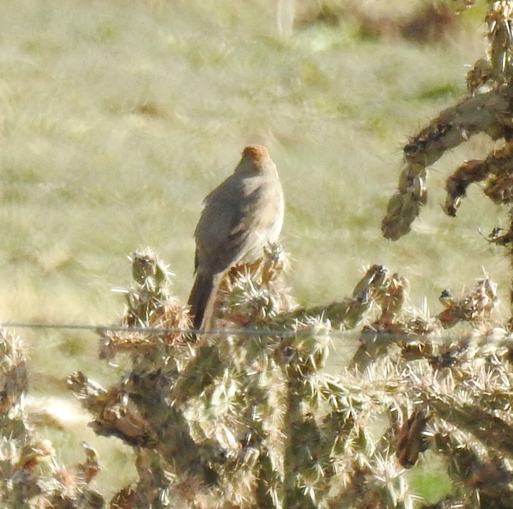 Canyon Towhee - ML152658611