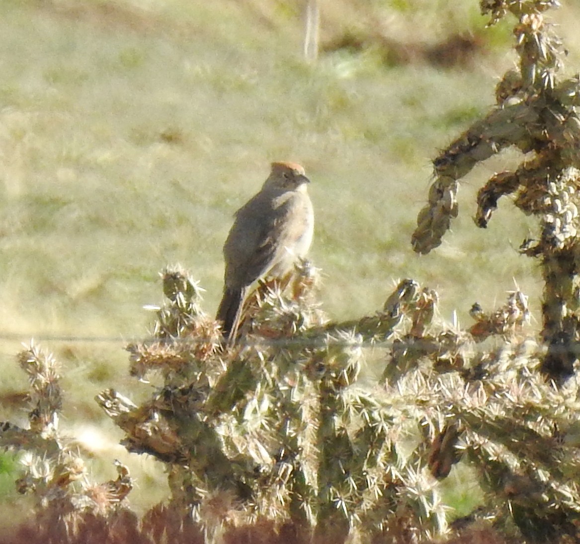 Canyon Towhee - ML152658621
