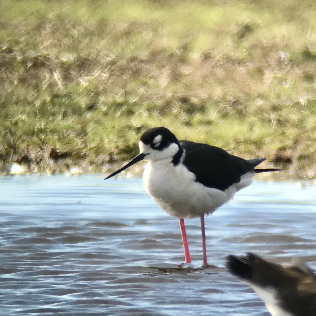 Black-necked Stilt - Gabriel Willow