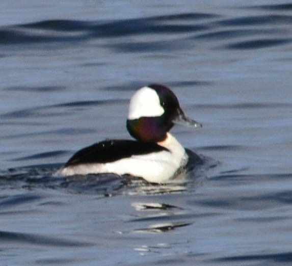 Bufflehead - ML152659251