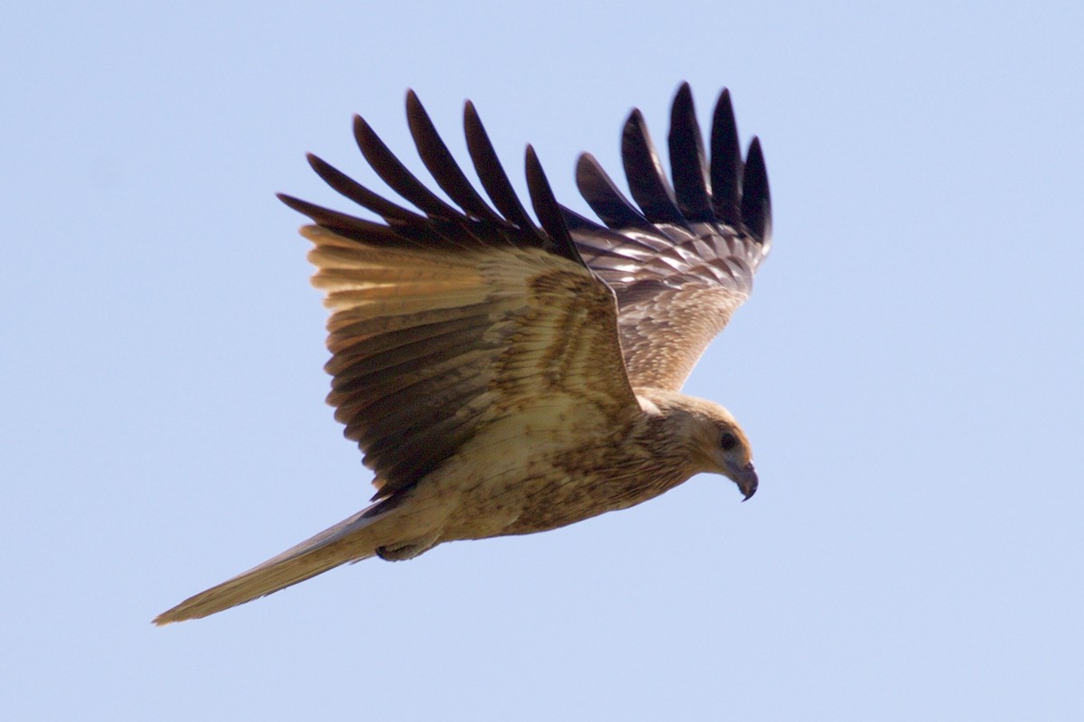 Whistling Kite - ML152659531