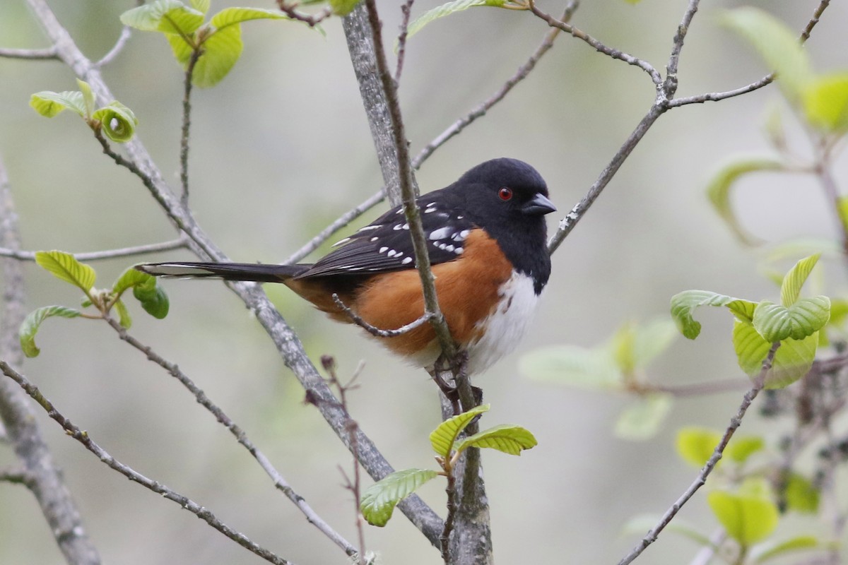 Spotted Towhee - ML152660501