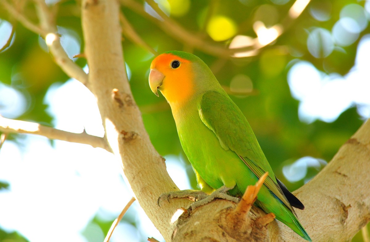 Rosy-faced Lovebird - Ryan O'Donnell