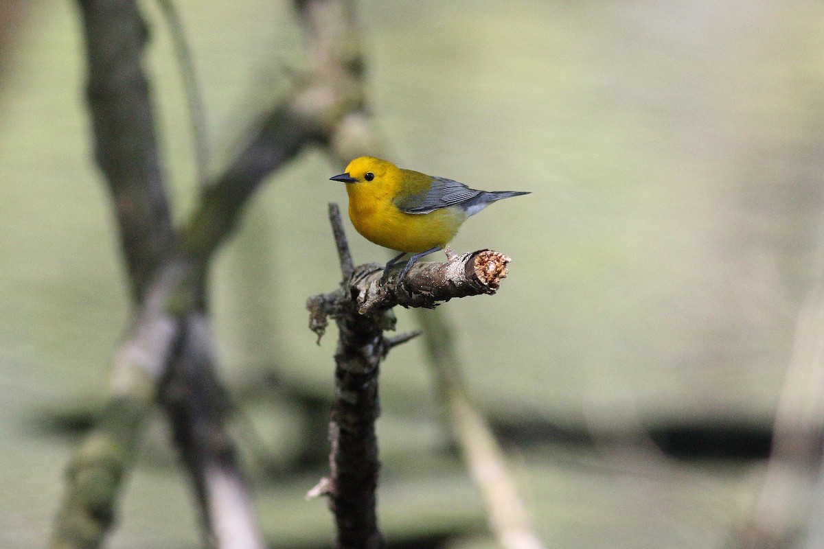 Prothonotary Warbler - ML152660691