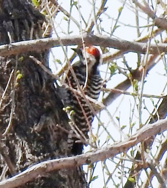 Ladder-backed Woodpecker - ML152660751