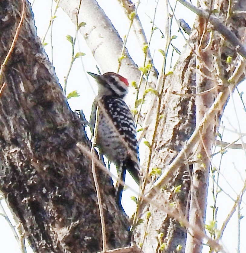 Ladder-backed Woodpecker - ML152660771