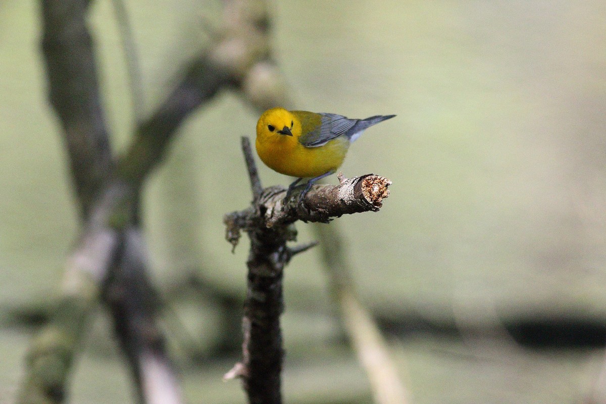 Prothonotary Warbler - ML152660781