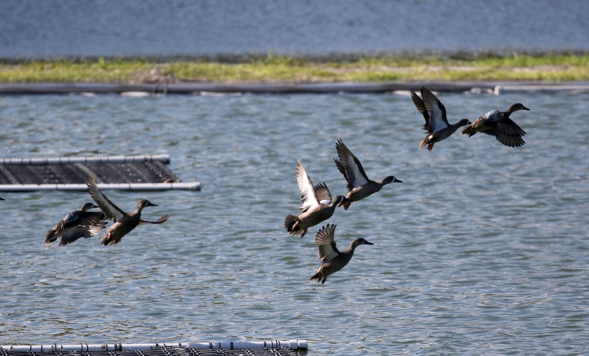 Blue-winged Teal - ML152662781