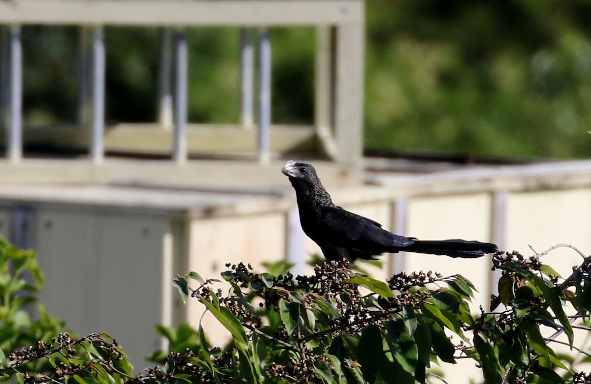 Smooth-billed Ani - ML152662931