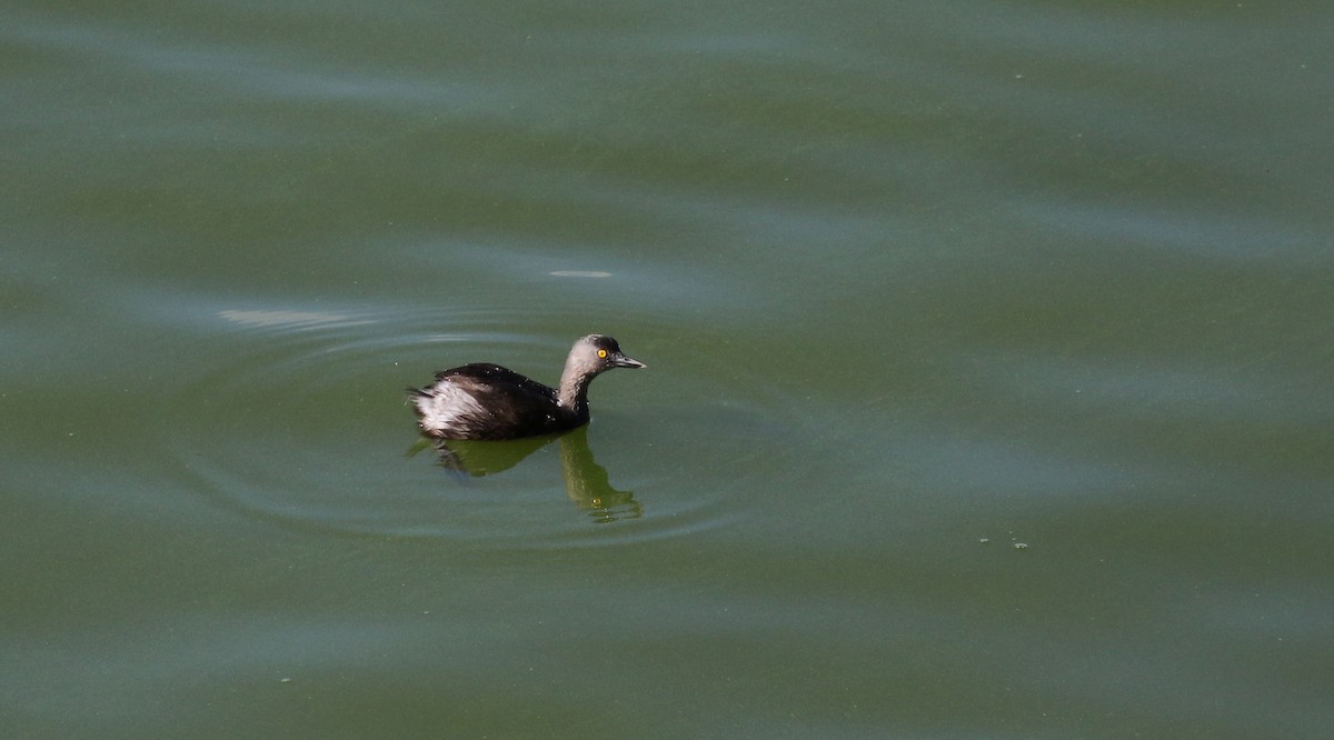 Least Grebe - ML152663121