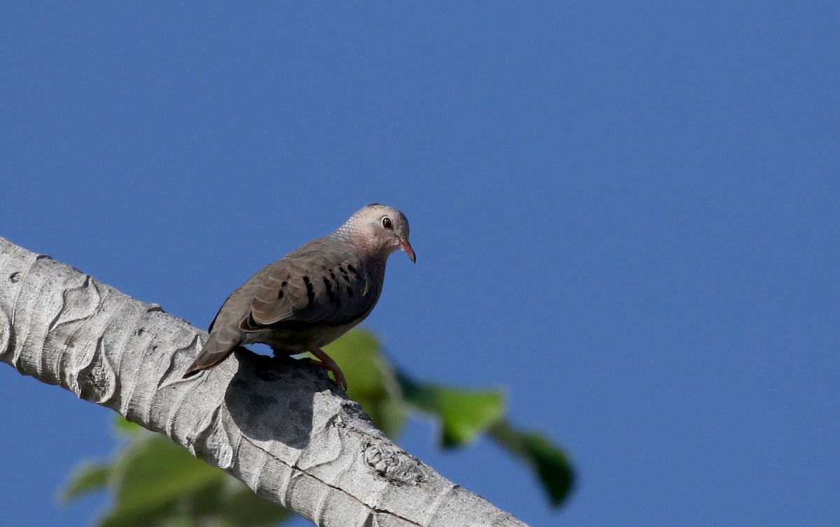 Common Ground Dove - ML152663351