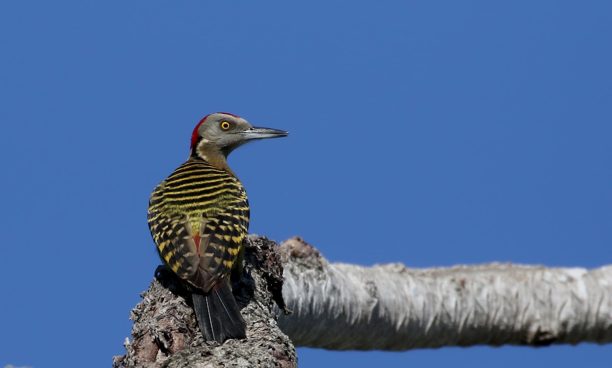 Carpintero de la Española - ML152663631