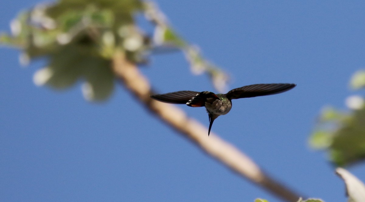 Hispaniolan Mango - Jay McGowan