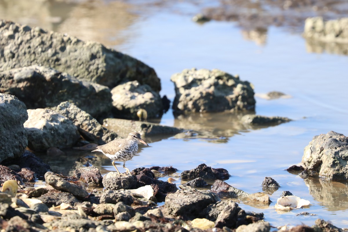 Spotted Sandpiper - ML152664781