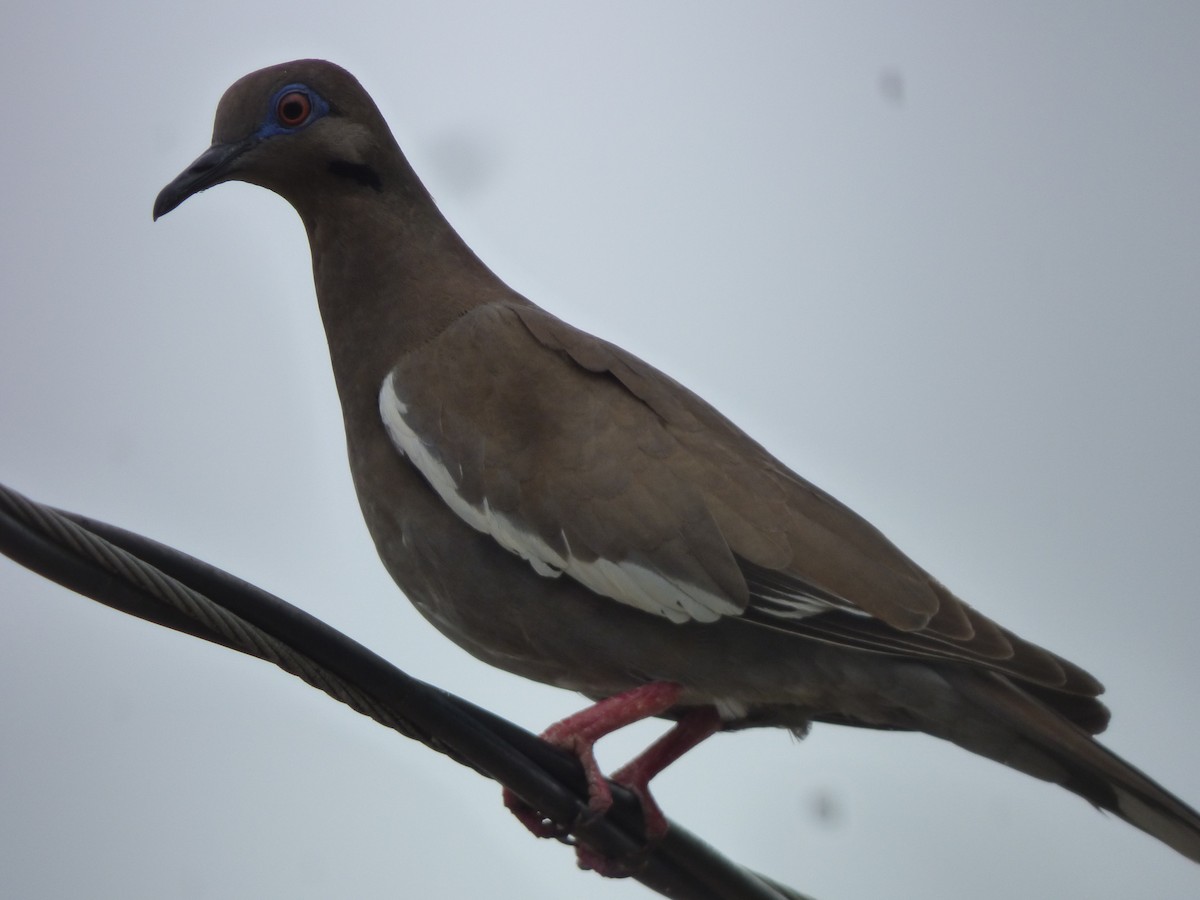 White-winged Dove - Cenaida Moncada