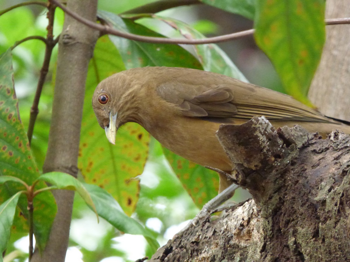 Clay-colored Thrush - ML152665231