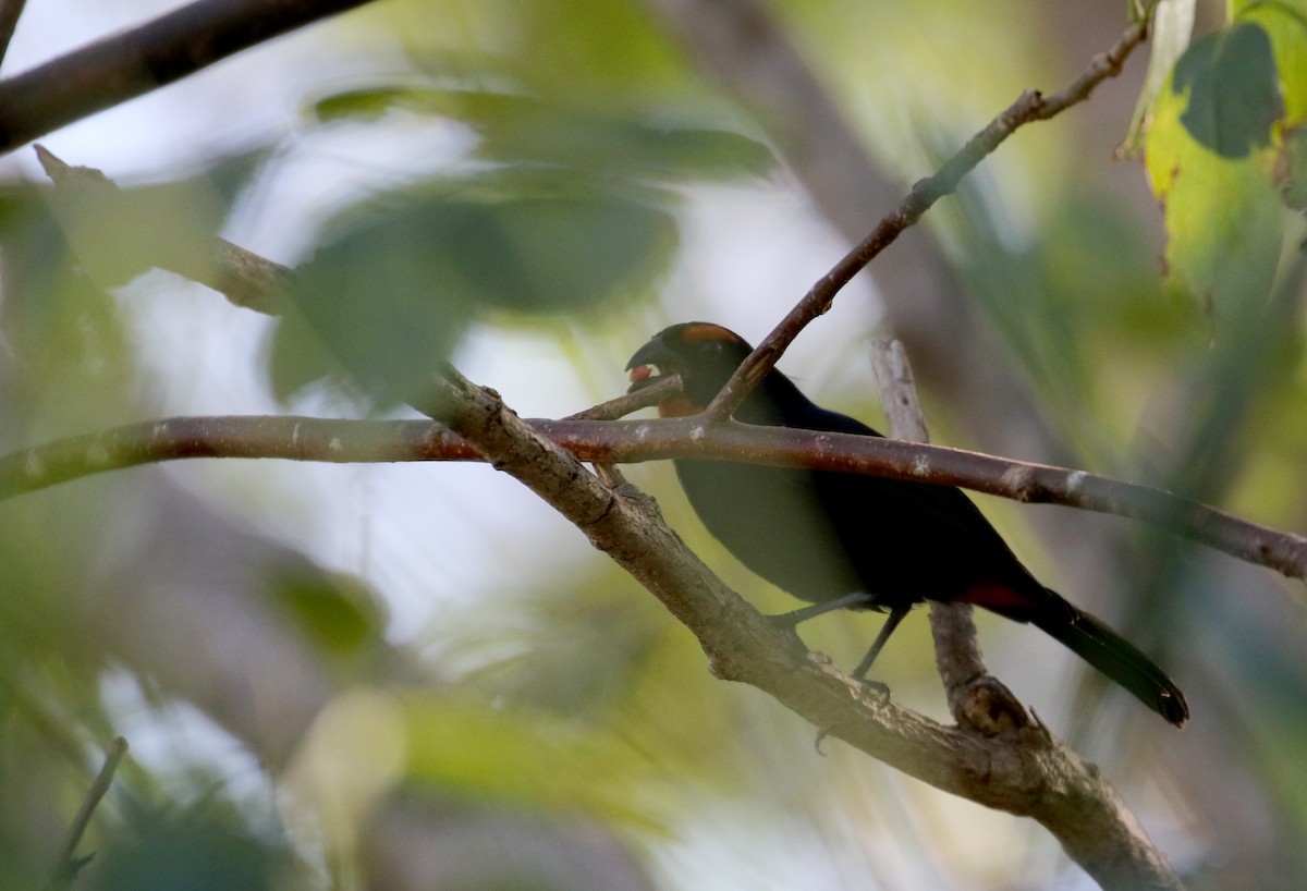 Greater Antillean Bullfinch - ML152665371