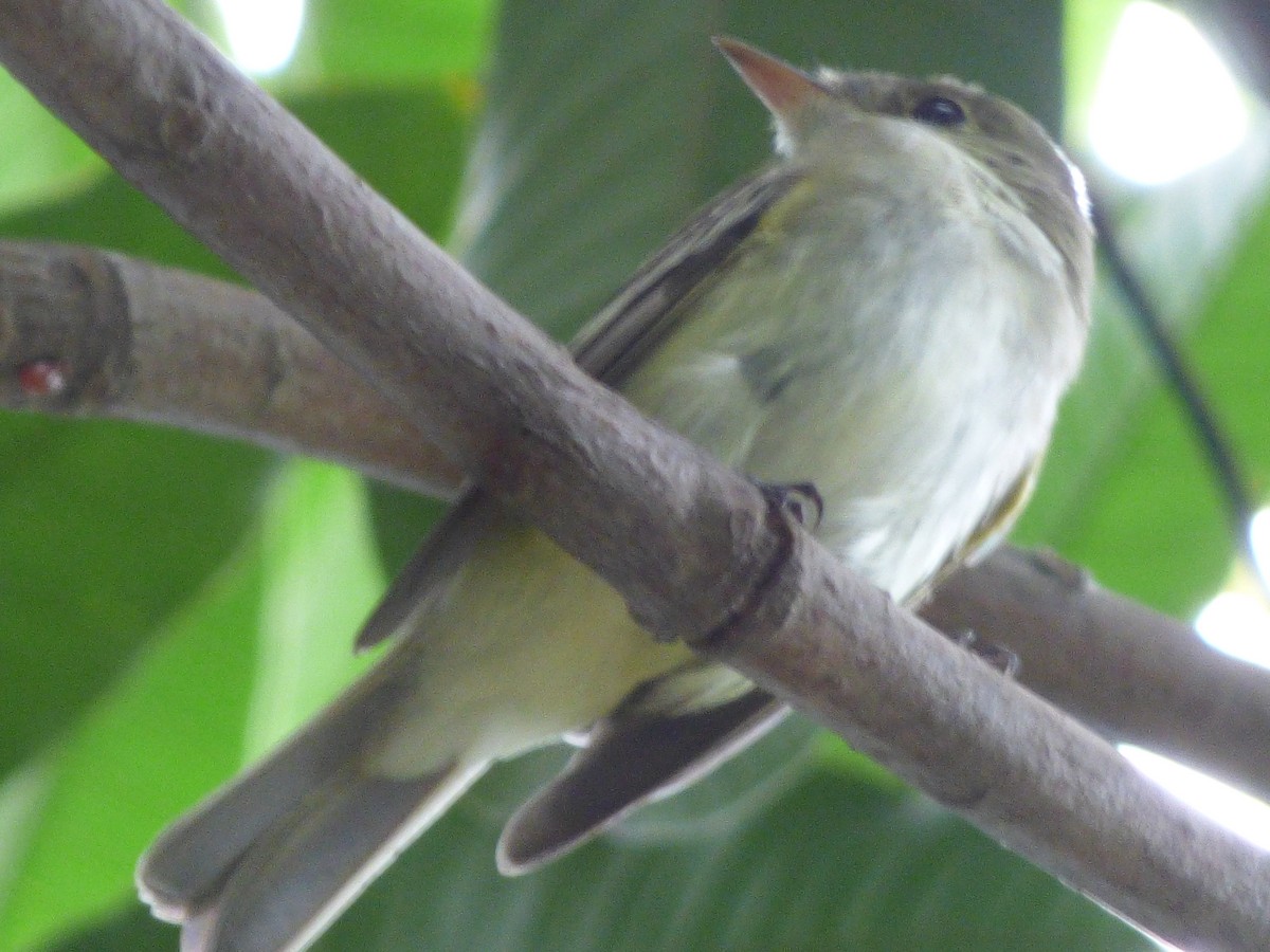 Acadian Flycatcher - ML152667841