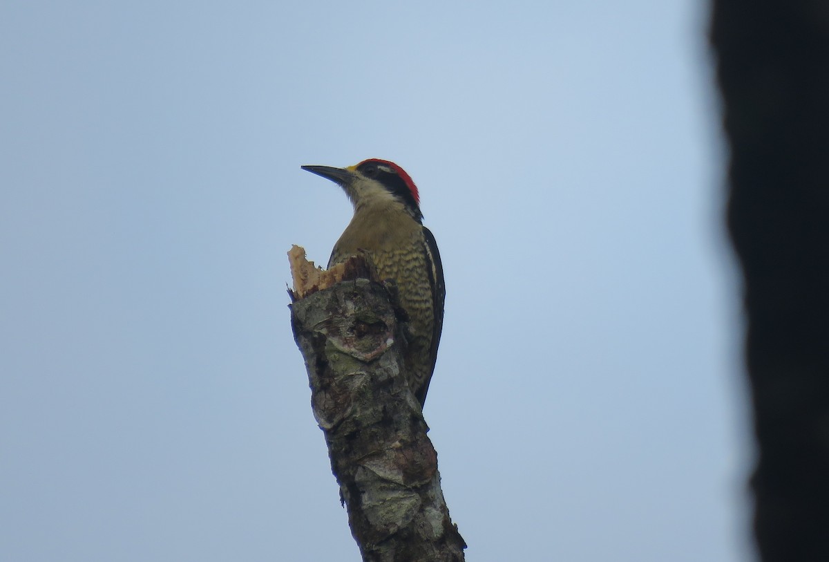 Black-cheeked Woodpecker - ML152667891