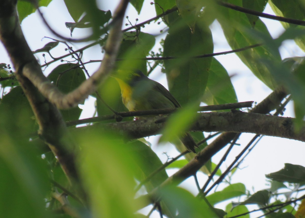 Slaty-capped Shrike-Vireo - ML152668311