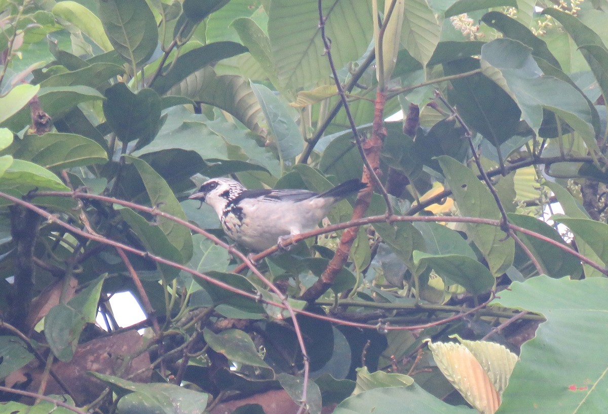 Gray-and-gold Tanager - ML152668591