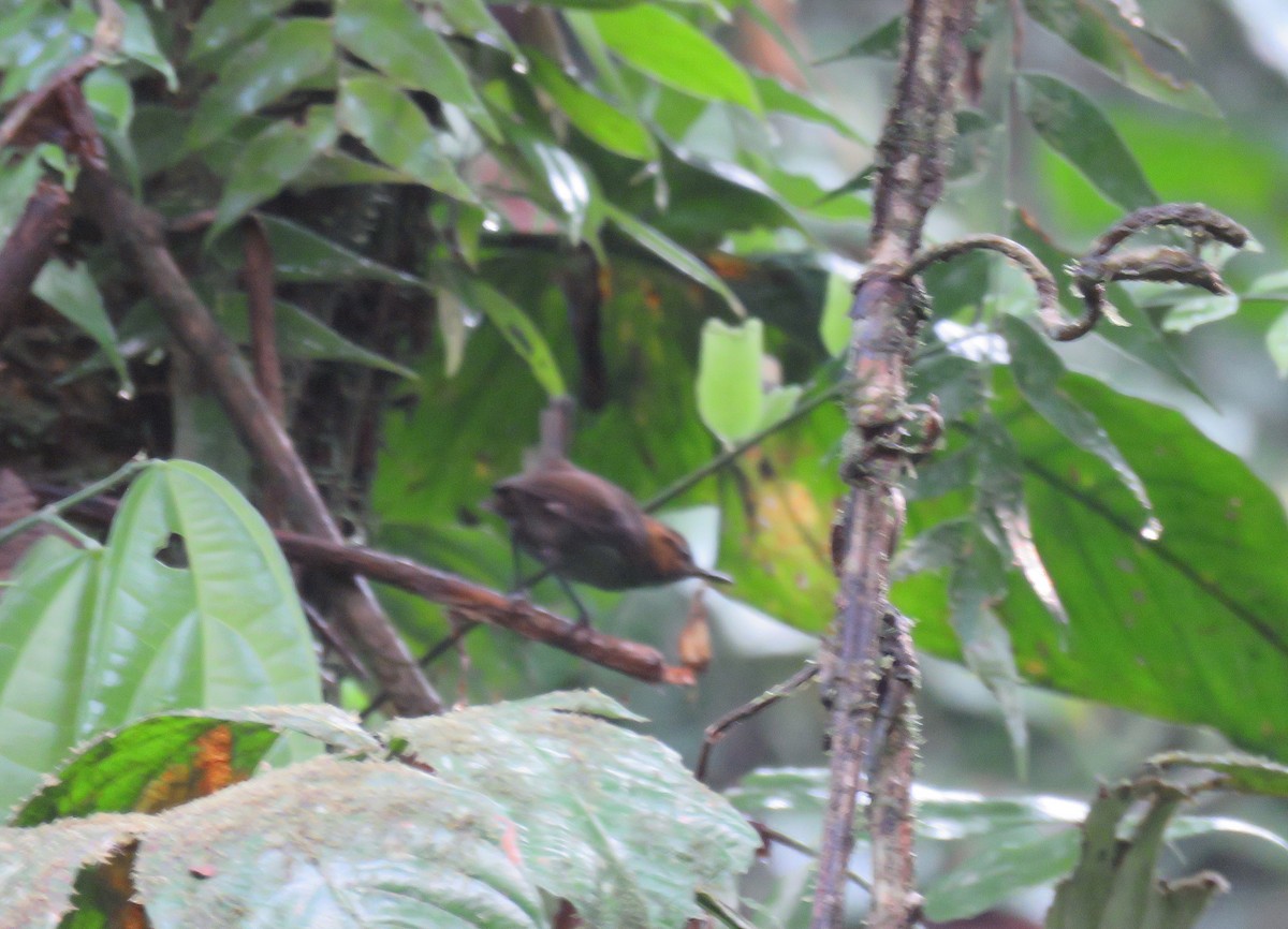 Tawny-faced Gnatwren - ML152669261