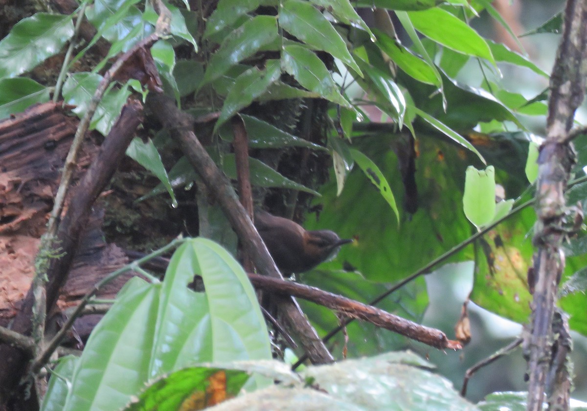 Tawny-faced Gnatwren - ML152669301