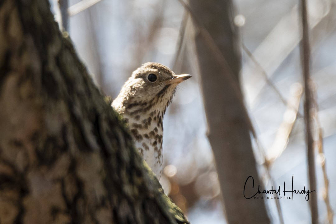 Hermit Thrush - ML152670971