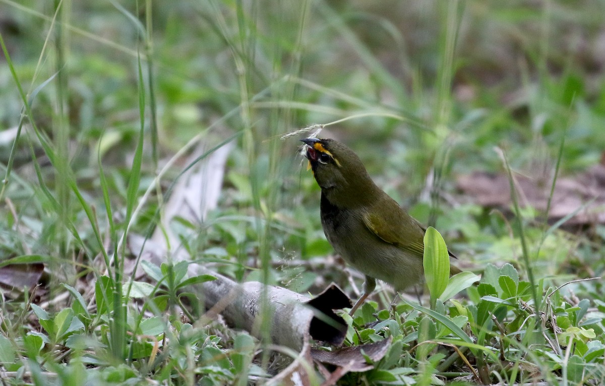 Yellow-faced Grassquit - Jay McGowan