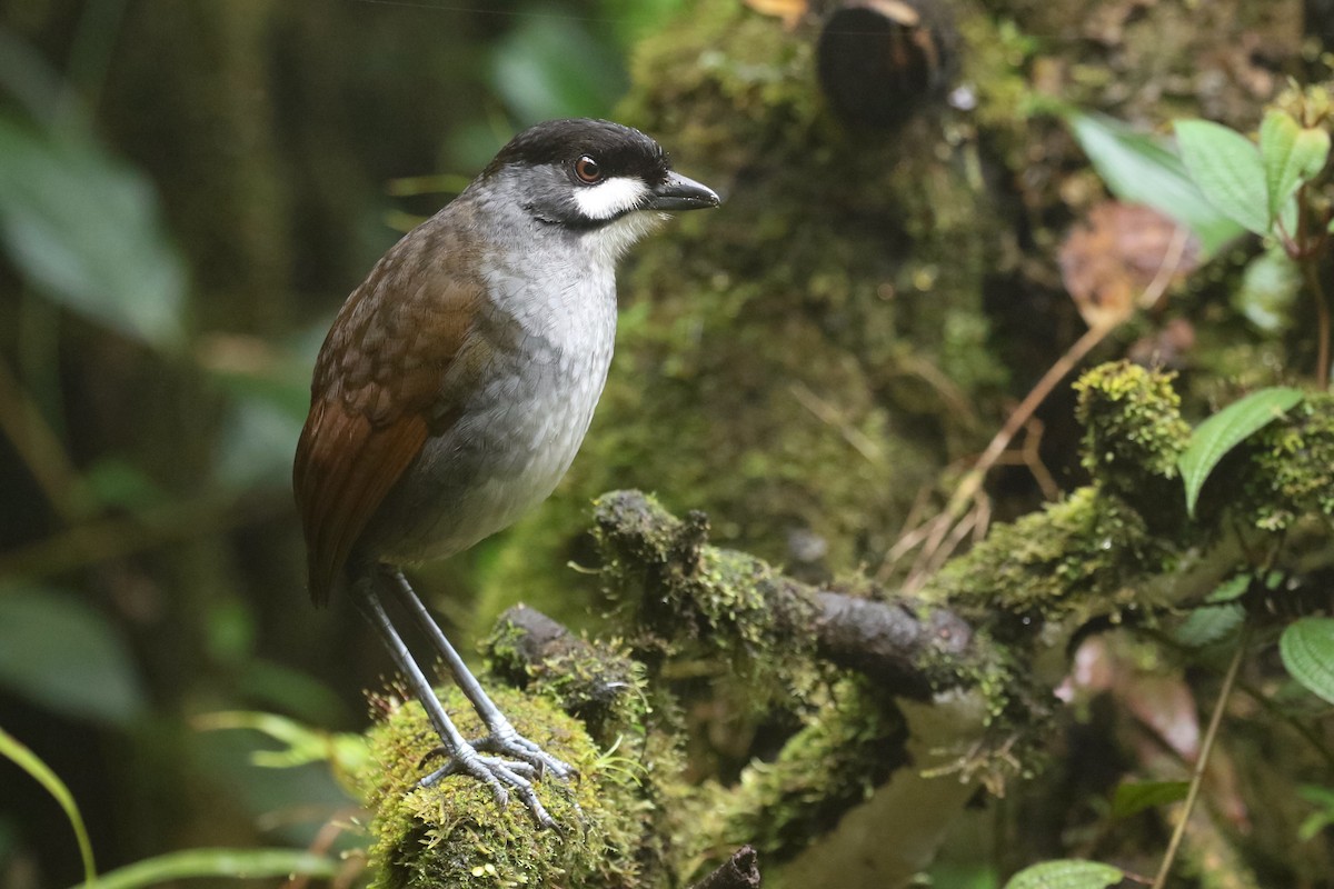 Jocotoco Antpitta - Ryan Zucker