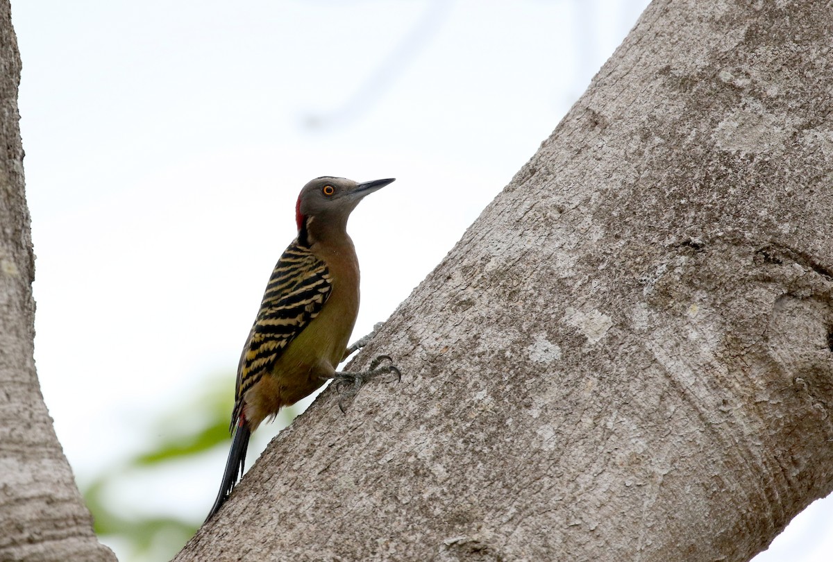 Hispaniolan Woodpecker - Jay McGowan