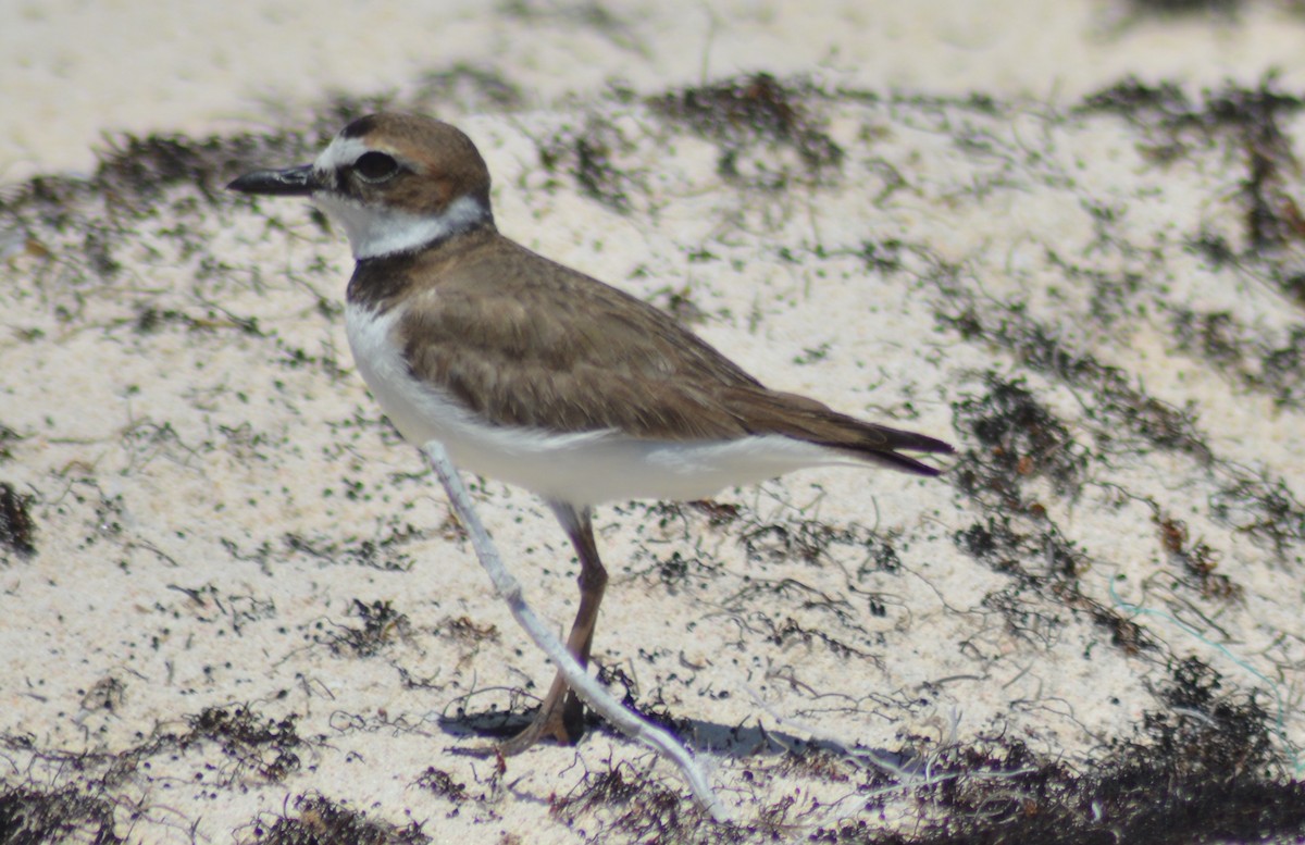 Wilson's Plover - ML152672181