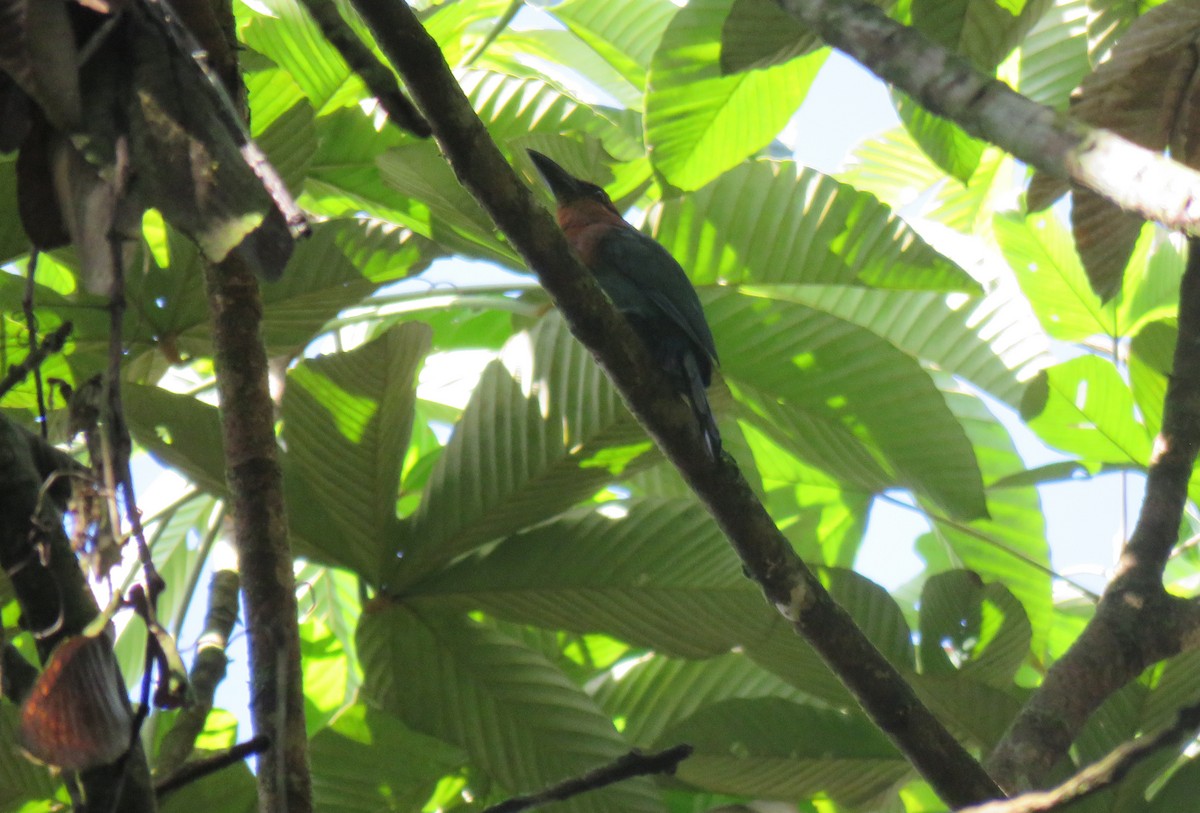 Broad-billed Motmot - Keith Leonard