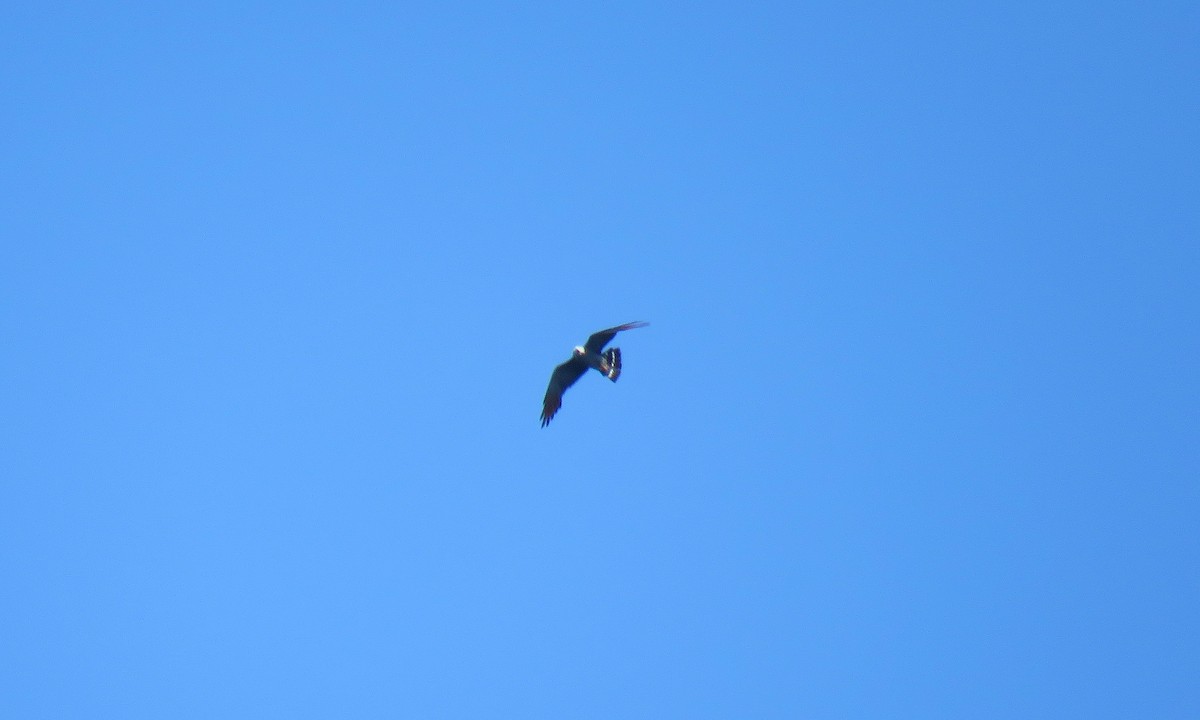 Plumbeous Kite - ML152672661