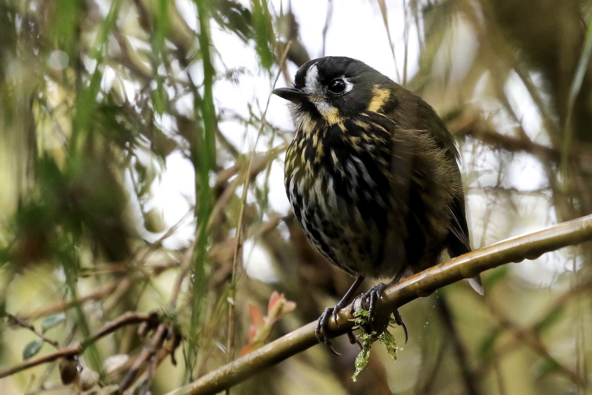 Crescent-faced Antpitta - Ryan Zucker