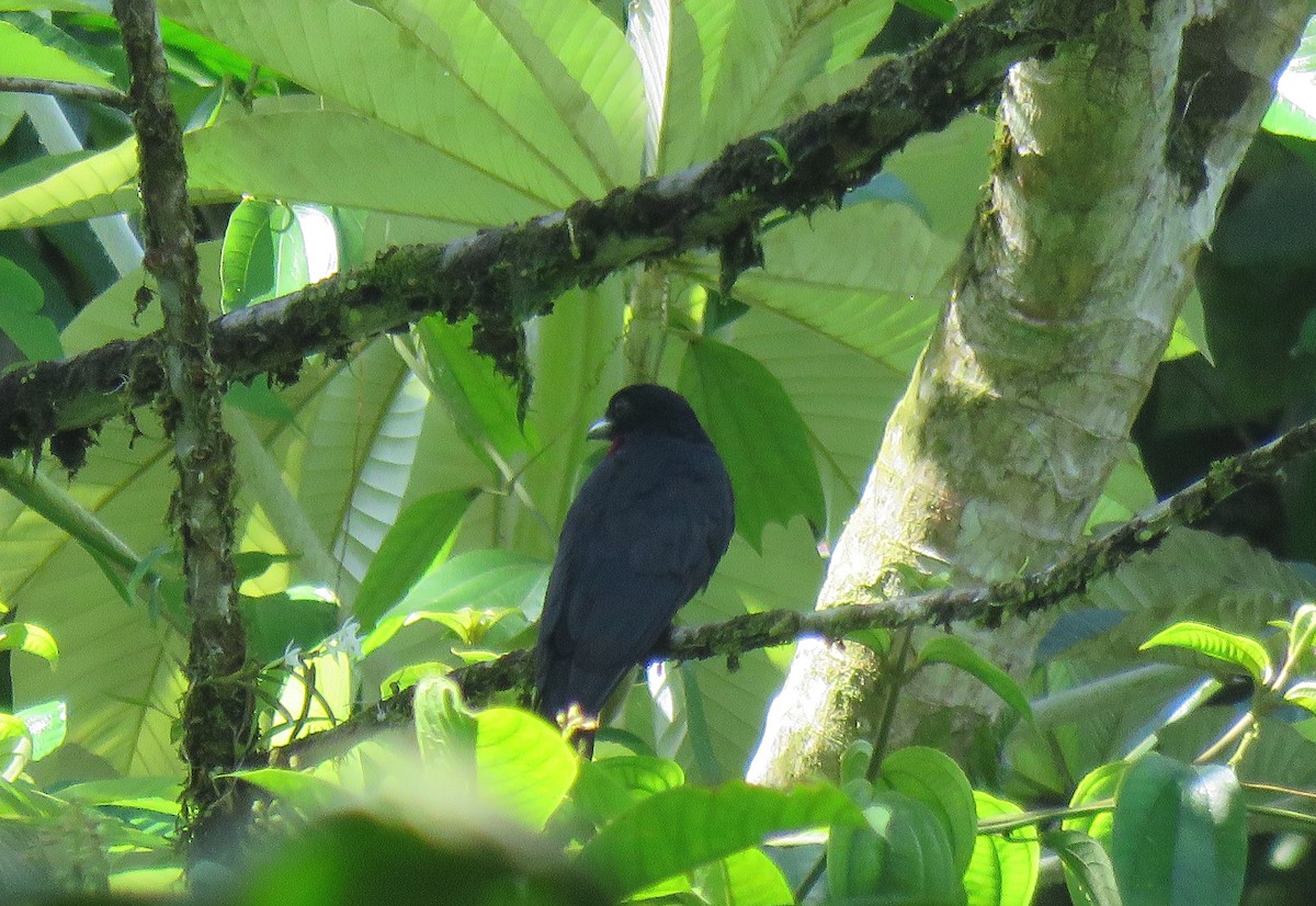 Purple-throated Fruitcrow - ML152673241