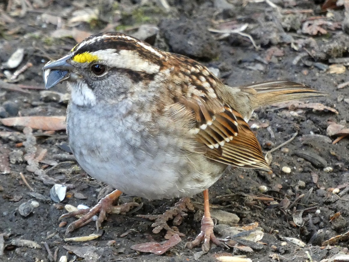 White-throated Sparrow - Dave Page